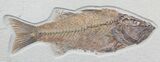 Beautiful, Mioplosus Fossil Fish - Wyoming #48591-1